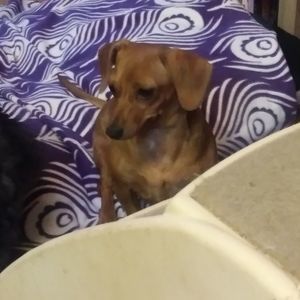 Meet your Posher, Sheila